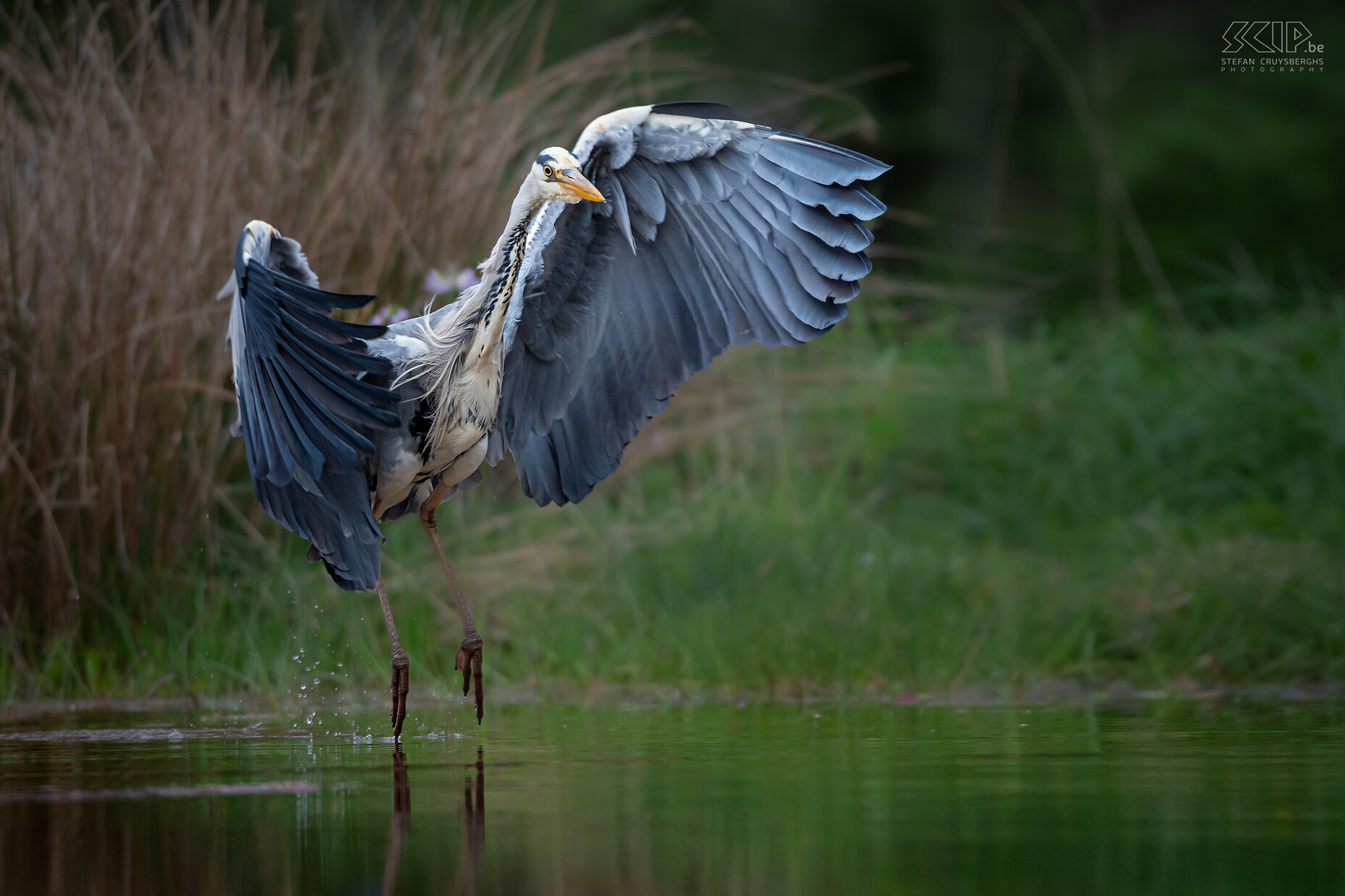 Rothiemurchus - Blauwe reiger  Stefan Cruysberghs